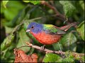 _0SB2336 painted bunting
